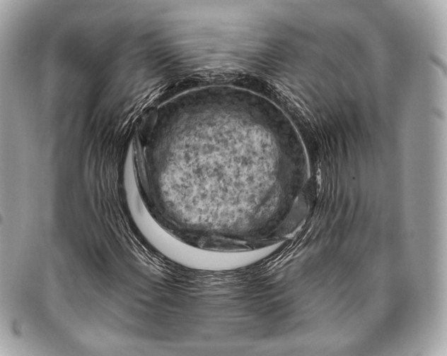 X0000096441108200802071742