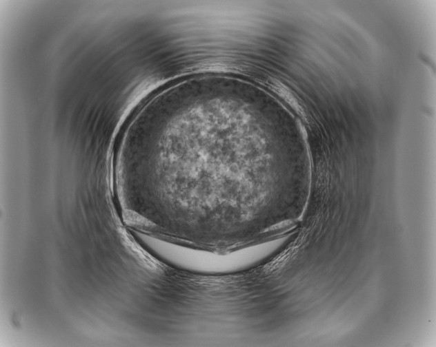 X0000096441132200802071742