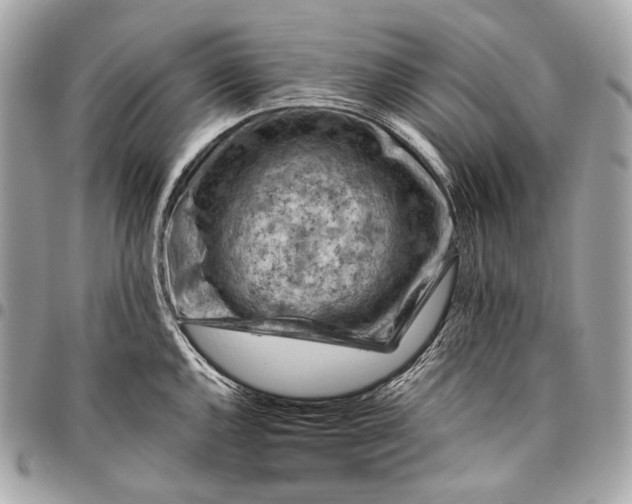 X0000096441144200802071742