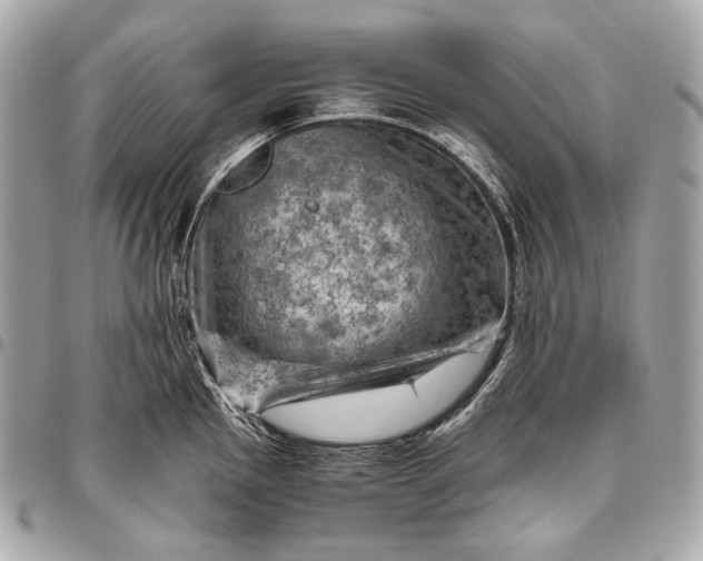 X0000096441145200802071742