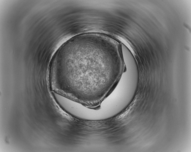 X0000096441149200802071742