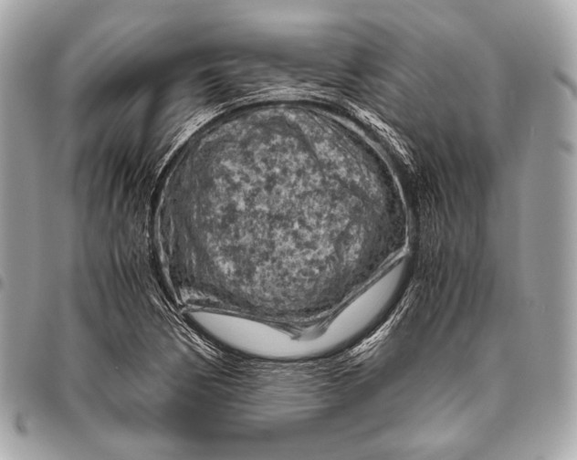 X0000096441170200802071741