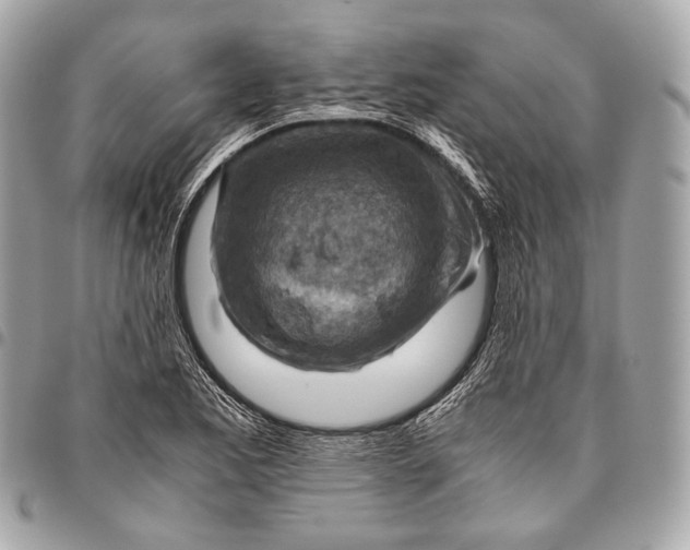 X0000096441173200802071741