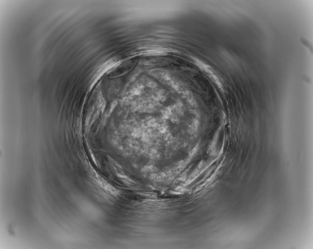 X0000096441194200802071741