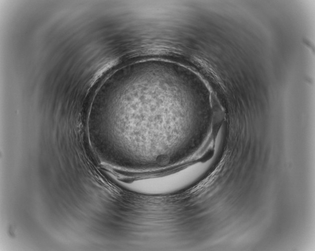 X0000096441210200802071740