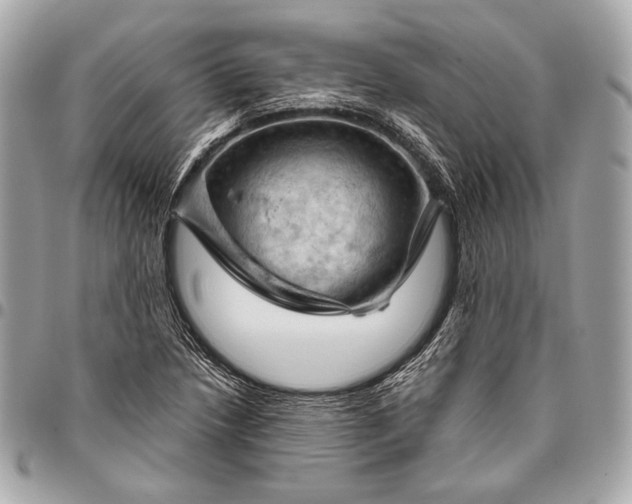 X0000096441218200802071741