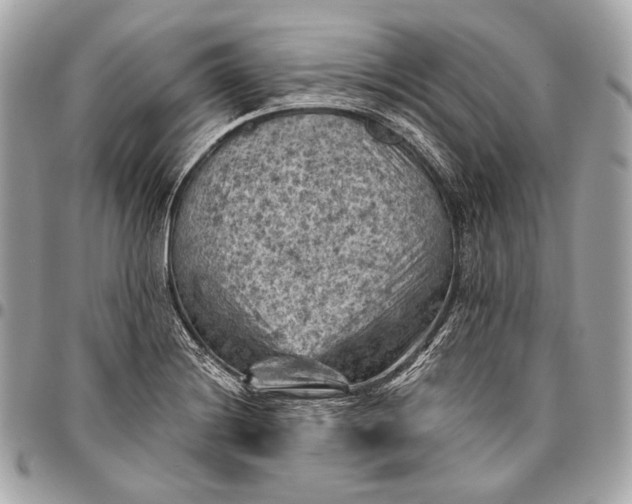 X0000096441228200802071741