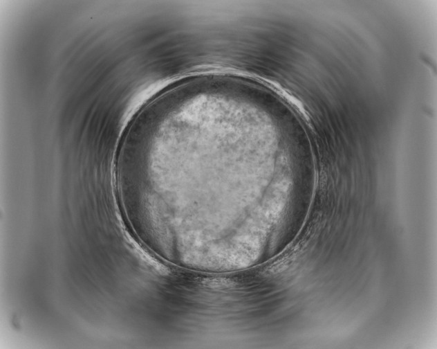 X0000096441239200802071741