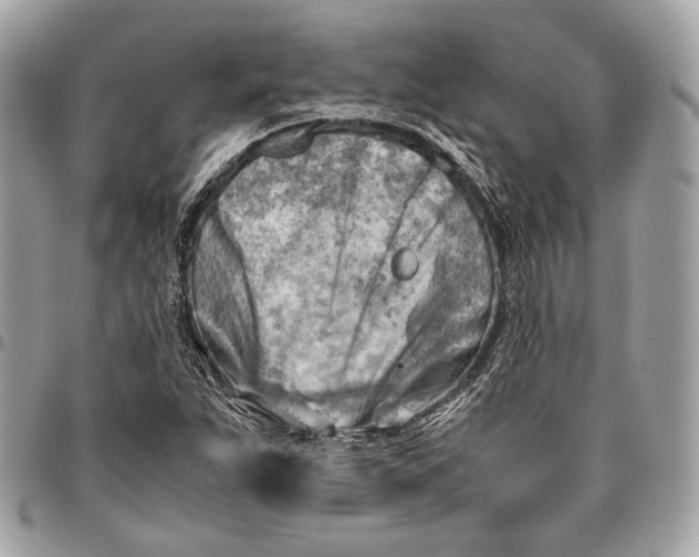 X0000096441263200802071740