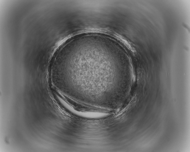 X0000096441264200802071740