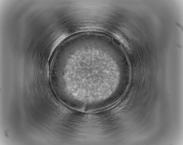 X0000096441275200802071740