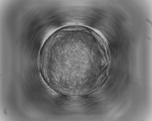 X0000096441295200802071740