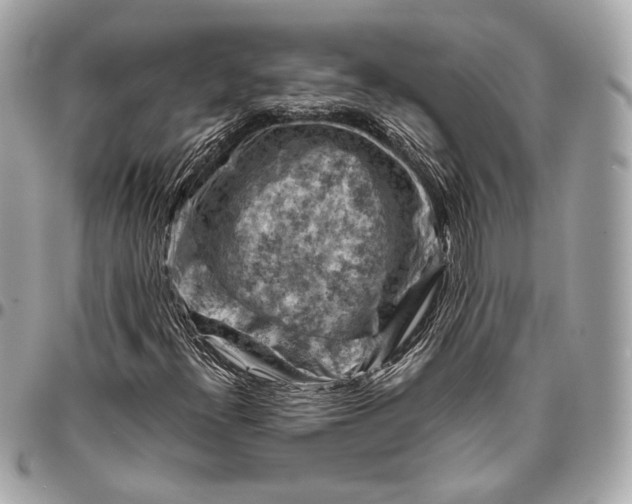 X0000096441300200802071739