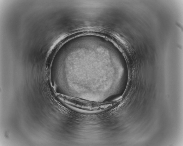 X0000096441310200802071739