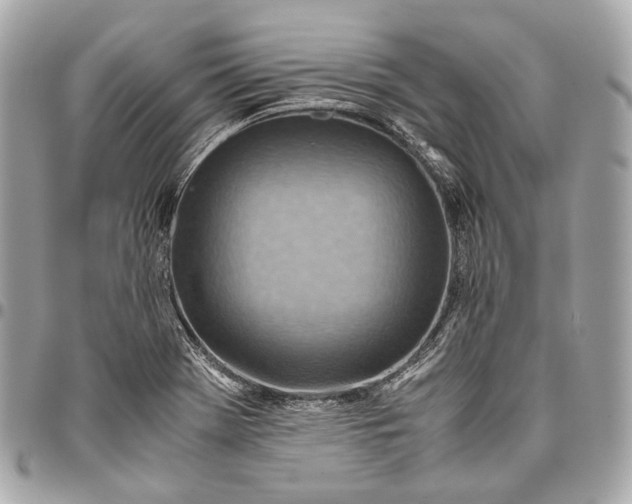 X0000096441369200802071739