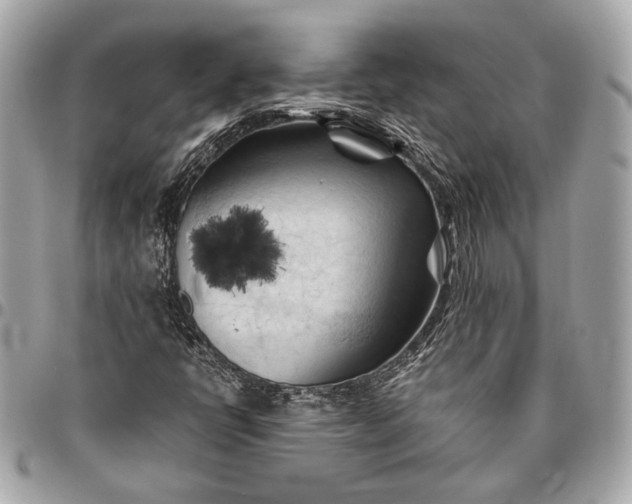 X0000096441398200802071737