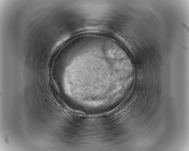 X0000096441411200802071737