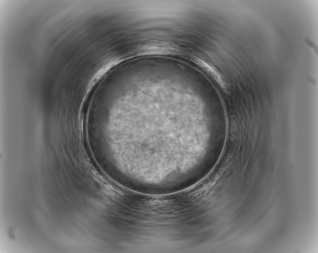 X0000096441419200802071738