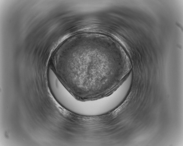 X0000096441434200802071738