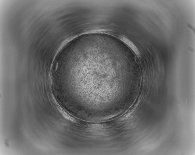 X0000096441436200802071738