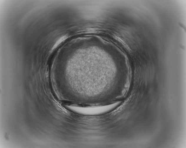 X0000096441450200802071737