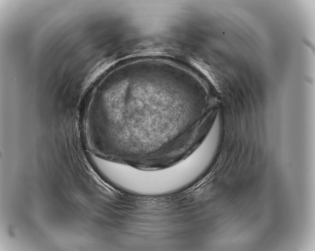 X0000096441452200802071737