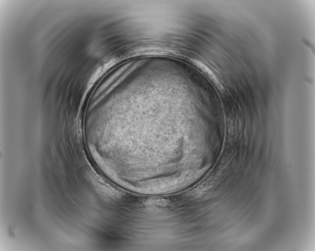 X0000096441466200802071737