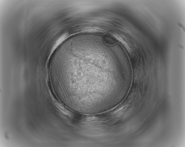 X0000096441467200802071737