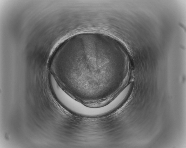 X0000096441506200802071736