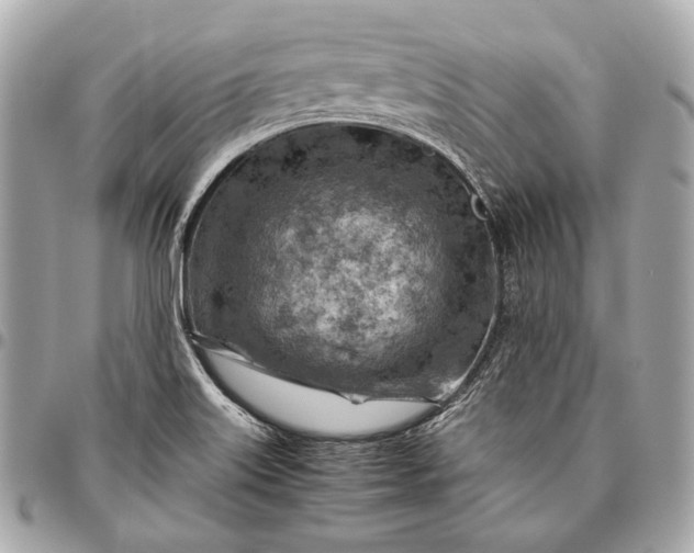 X0000096441515200802071736