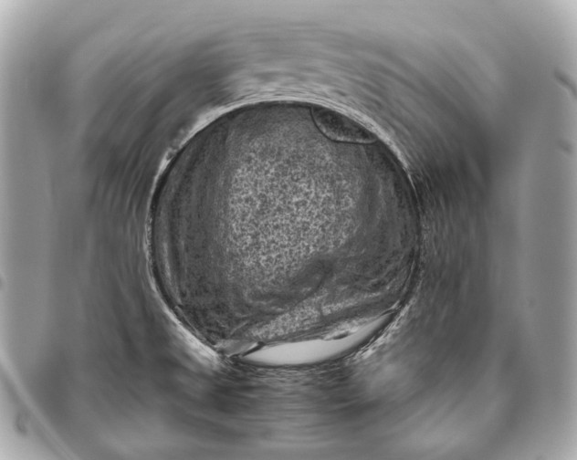 X0000096441525200802071736