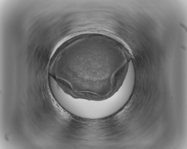 X0000096441530200802071736