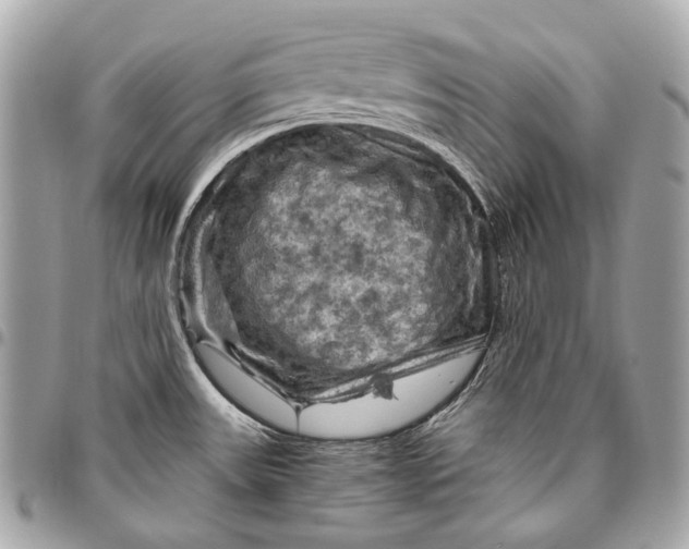 X0000096441531200802071736