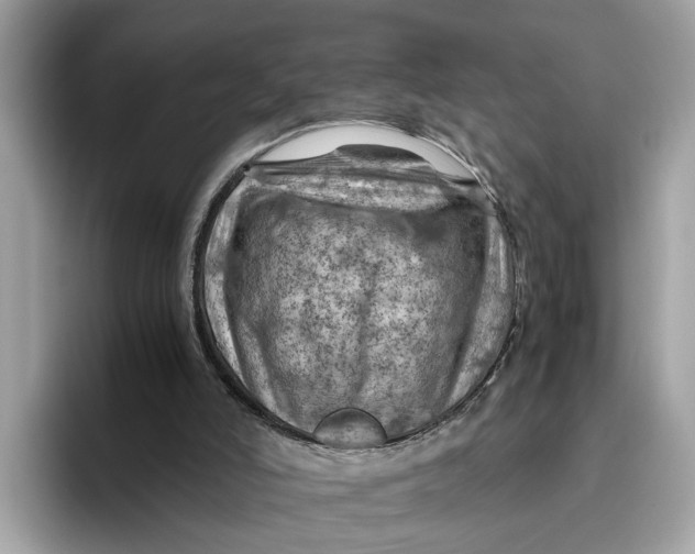 X0000096440006200802141501