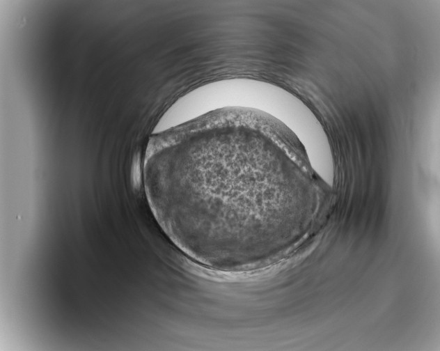 X0000096440046200802141501