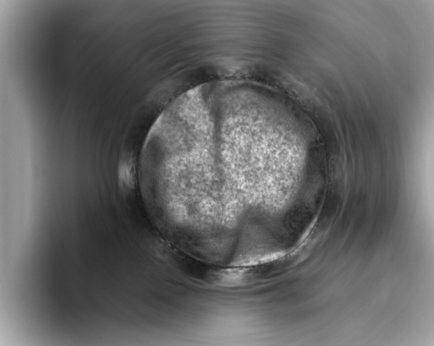 X0000096440090200802141501