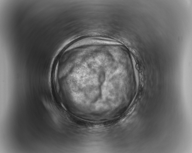 X0000096440196200802141459