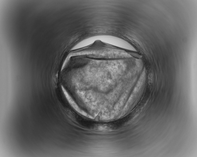 X0000096440264200802141458