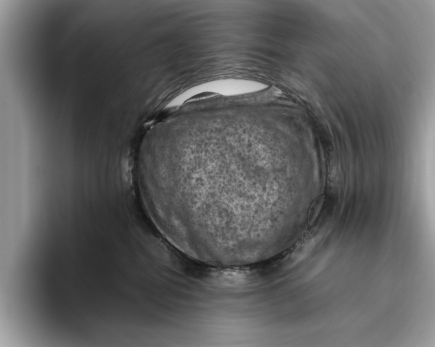 X0000096440282200802141458