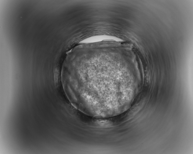 X0000096440283200802141458