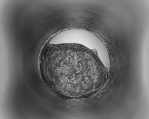 X0000096440290200802141458