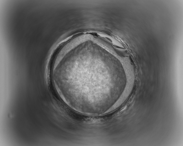 X0000096440343200802141456