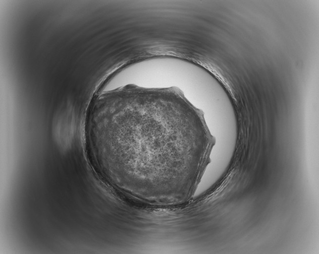 X0000096440390200802141456