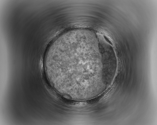 X0000096440398200802141456