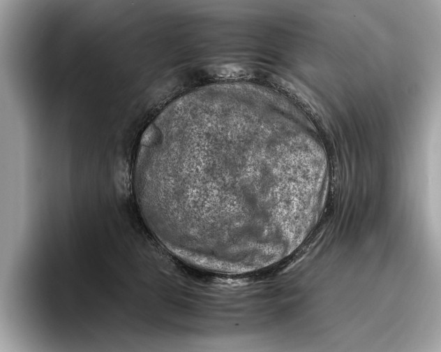 X0000096440469200802141455