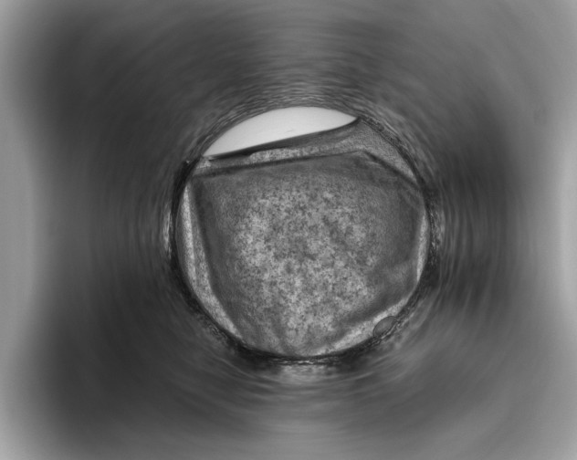 X0000096440470200802141455