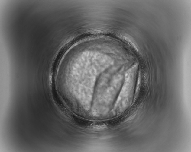 X0000096440491200802141455