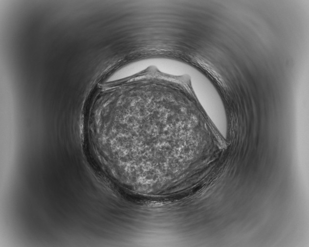 X0000096440494200802141455