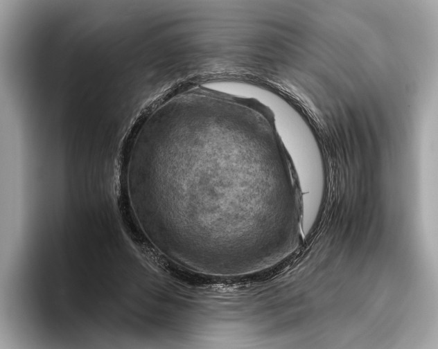 X0000096440496200802141455