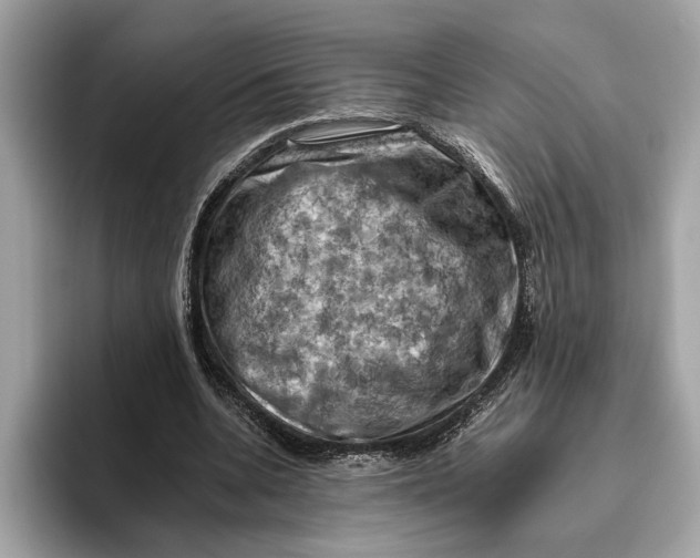 X0000096440536200802141454